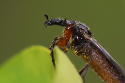 Réf. 180 361 : Dilophus antipedalis